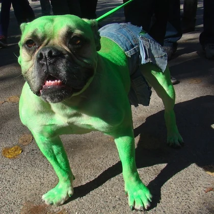 50 Best Halloween Costumes For Pets